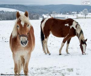 пазл Две лошади в снежной равнине